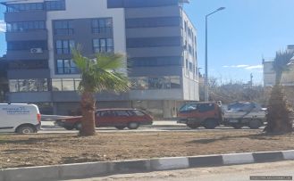 Palmiye Ağaçları ve türleri hakkında bilgi.. Demirci'de palmiye yetişir mi veya yaşar mı?