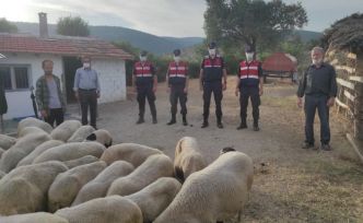 Kayıp 55 koyunu Jandarma buldu ve sahibine teslim etti
