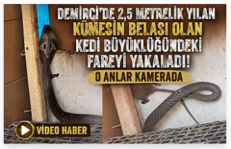 Demirci’de 2,5 Metrelik Yılan Kümesin Belası Olan Kedi Büyüklüğündeki Fareyi Yakaladı! O Anlar Kamerada