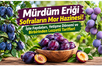 Mürdüm Eriği Sofraların Mor Hazinesi! İşte Faydaları, Yetişme Dönemi ve Birbirinden Lezzetli Tarifleri