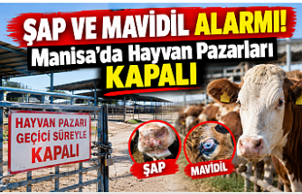 Şap ve Mavidil Alarmı! Manisa’da Hayvan Pazarları Kapalı