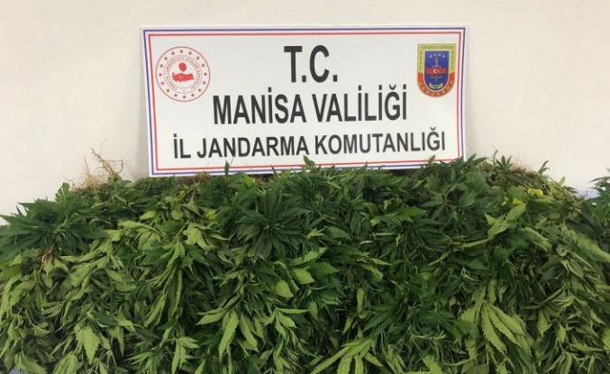 Jandarma bu işin üstüne gitmeye devam ediyor! 420 kök kenevir ele geçirildi, 1 kişi gözaltına alındı