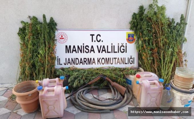 Soma’da Yasadışı Kenevir Ekimi Operasyonu! 1 kişi tutuklandı