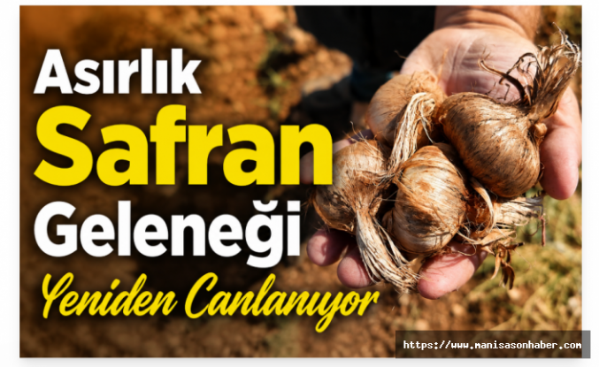 Asırlık Safran Geleneği Yeniden Canlanıyor