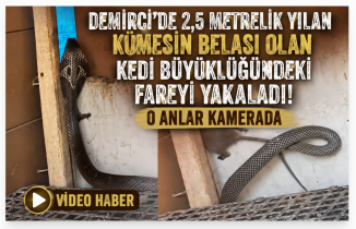 Demirci’de 2,5 Metrelik Yılan Kümesin Belası Olan Kedi Büyüklüğündeki Fareyi Yakaladı! O Anlar Kamerada