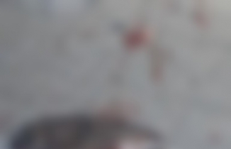 Sokak Ortasında Kan Donduran Vahşet! Pompalı tüfekle cadde de Kedi Katledildi, Zanlı Serbest Bırakıldı!